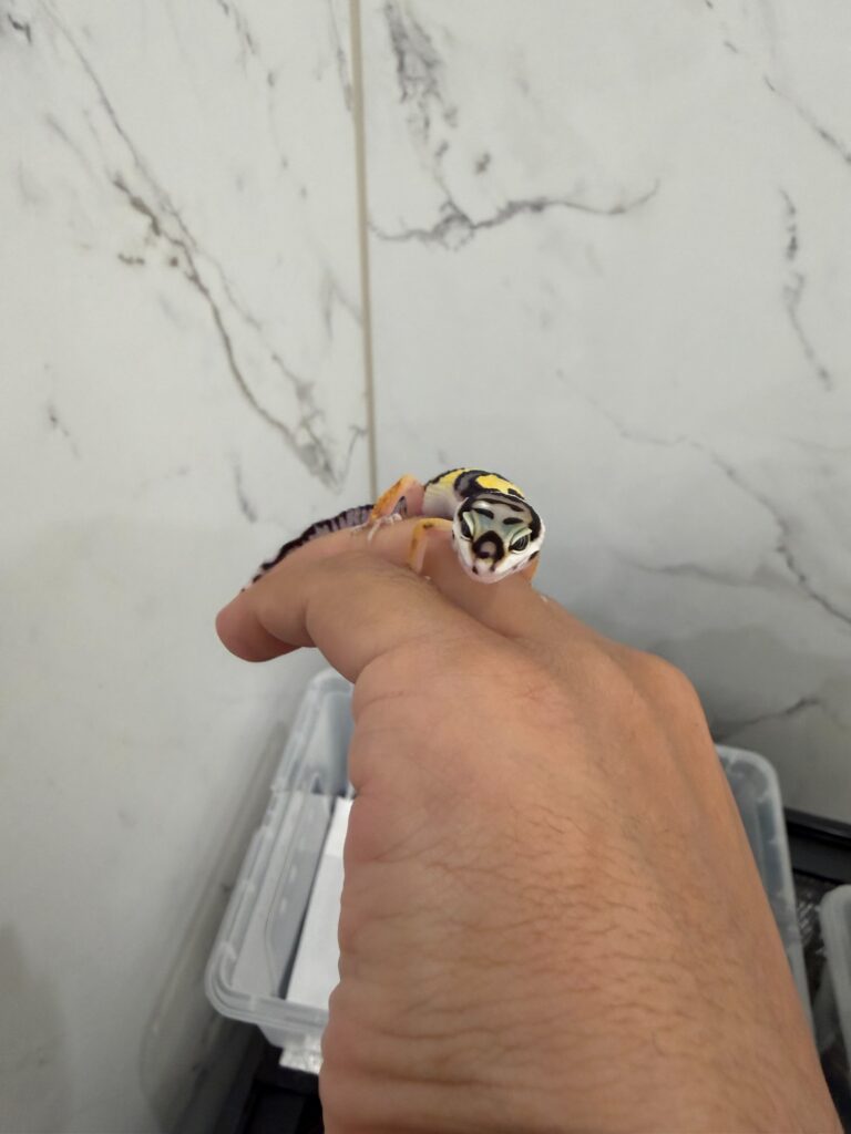 豹紋守宮安培停在手掌上的近照