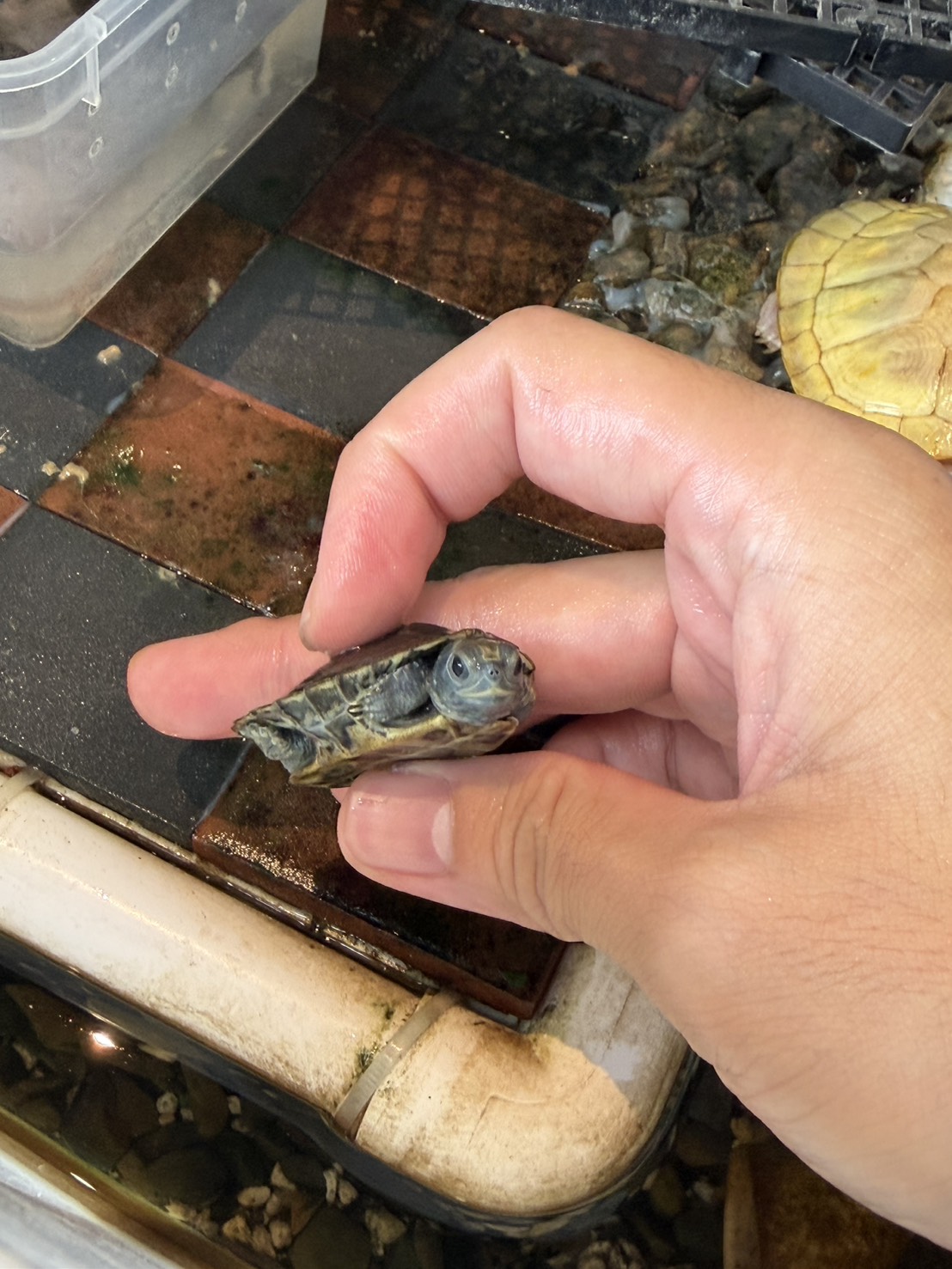 安墨在手中露出頭部的近照