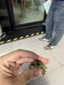 甜甜圈龜安圓面向鏡頭的近照
