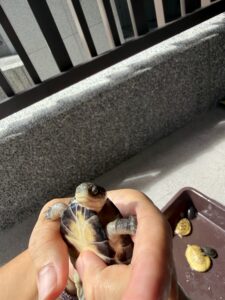 西非側頸龜安沐伸出頭頸、露出腹甲的近照