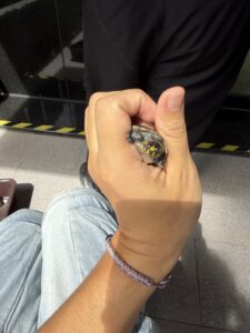 安俠在手中的近照，頭部帶有黃色紋路