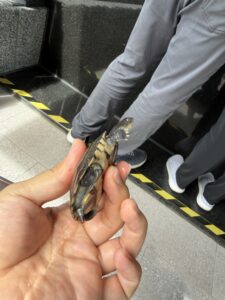 沼澤側頸龜安澤伸長頸部的近照