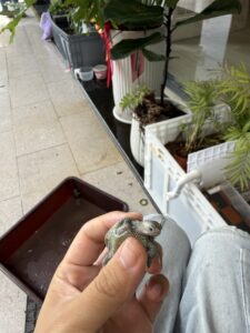 小花鑽紋安星伸出帶有斑點的頸部